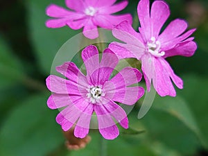 Silene dioica