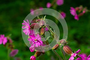 Silene dioica Melandrium rubrum, known as red campion and red catchfly, is a herbaceous flowering plant in the family photo