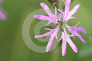 Silene flos-cuculi with pink flowers