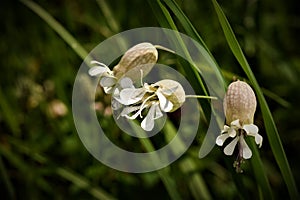 Silene latifoglia alba