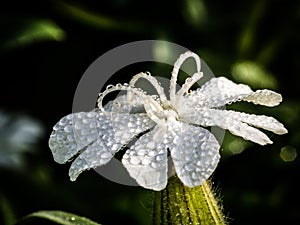 Silene latifolia flower with water drops