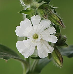 Silene latifolia photo