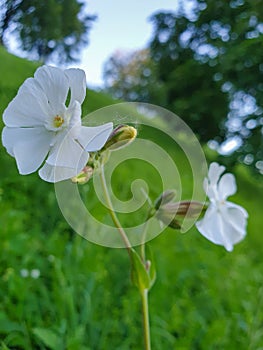 Silene latifolia melandrium album in the Park on Strelka in Yaroslavl. Close-up