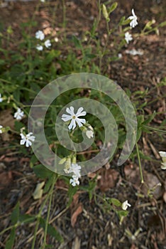 Silene latifolia plant in bloom