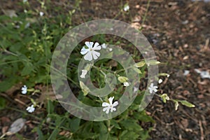 Silene latifolia plant in bloom