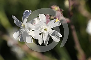 Silene Latifolia