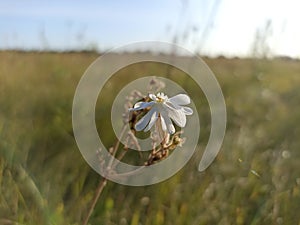 Silene latifolia subsp. alba (formerly Melandrium album)