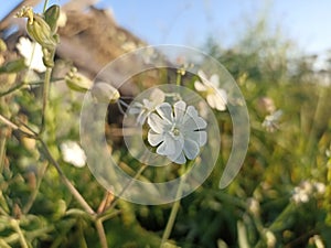 Silene latifolia subsp. alba (formerly Melandrium album)