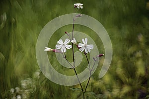 Silene latifolia white campion or bladder campion