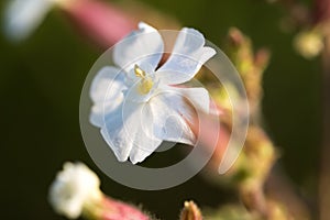 Silene latifolia, white campion flower closeup selective focus