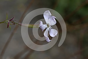 Silene paradoxa, Greece