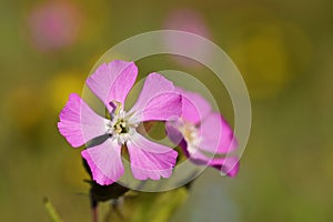 Silene , red campion or red catchfly flower in wild