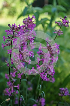 Silene viscaria, the sticky catchfly or clammy campion, is a flowering plant in the family Caryophyllaceae. Berlin, Germany