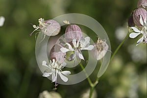 Silene vulgaris