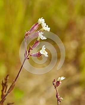 Silene vulgaris