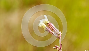 Silene vulgaris