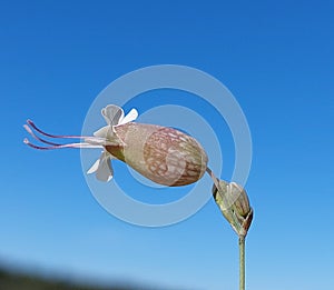 Silene vulgaris