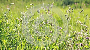 Silene Vulgaris or Balder Campion field flowers.