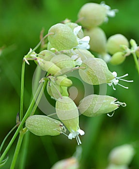 Silene vulgaris, the bladder campion