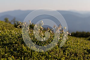 Silene vulgaris (bladder campion) and its phytoassociations in the alpine meadows of the Carpathians.