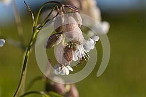 Silene vulgaris (bladder campion) and its phytoassociations in the alpine meadows of the Carpathians.