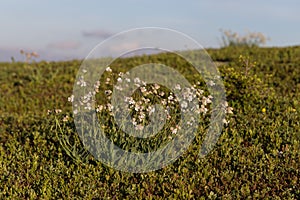 Silene vulgaris (bladder campion) and its phytoassociations in the alpine meadows of the Carpathians.