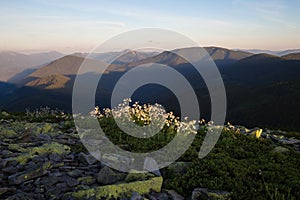 Silene vulgaris (bladder campion) and its phytoassociations in the alpine meadows of the Carpathians.