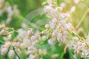 Silene vulgaris, the bladder campion or maidenstears