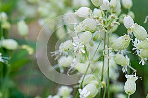 Silene vulgaris, bladder campion,  maidenstears flowers