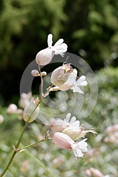 Silene vulgaris, the bladder campion or maidenstears flowers