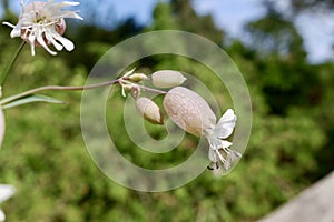 Silene vulgaris, the bladder campion or maidenstears flowers photo