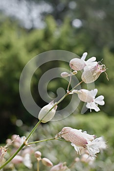 Silene vulgaris, the bladder campion or maidenstears flowers photo