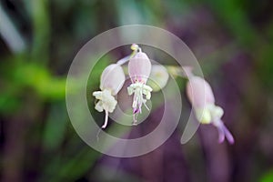 Silene vulgaris, the bladder campion or maidenstears is a plant species of the genus Silene of the family