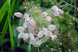 Silene vulgaris, bladder campion or maidenstears, is plant species of genus Silene of family Caryophyllaceae