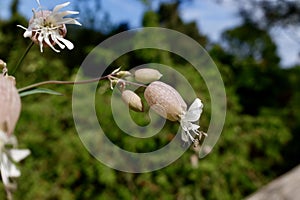 Silene vulgaris, the bladder campion or maidenstears flowers photo