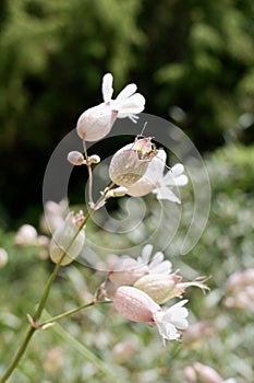 Silene vulgaris, the bladder campion or maidenstears flowers photo