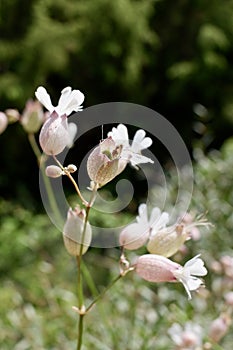 Silene vulgaris, the bladder campion or maidenstears flowers photo