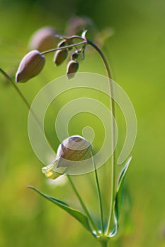 Silene vulgaris, the bladder campion or maidenstears, is a plant species of the genus Silene of the pink family