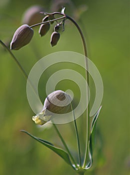 Silene vulgaris, the bladder campion or maidenstears, is a plant species of the genus Silene of the pink family