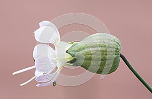 Silene vulgaris the bladder campion or maidenstears white flower with barrel-shaped calyx on blurred orange pink background