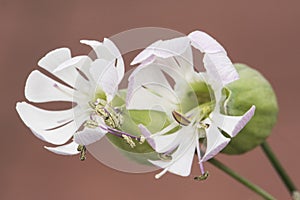 Silene vulgaris the bladder campion or maidenstears white flower with barrel-shaped calyx on blurred orange pink background