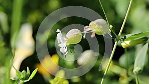 Silene vulgaris - bladder campion or maidenstears - wildflowers in nature