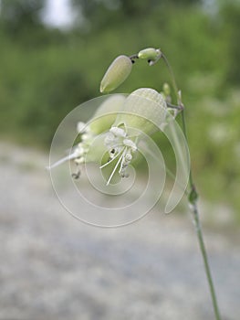 Silene vulgaris in bloom