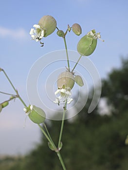 Silene vulgaris in bloom