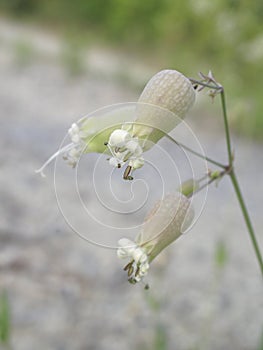 Silene vulgaris in bloom