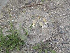 Silene vulgaris in bloom