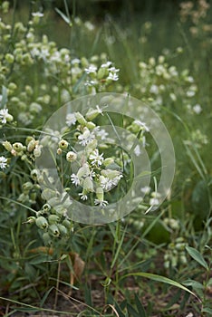 Silene vulgaris in bloom