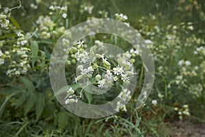 Silene vulgaris in bloom