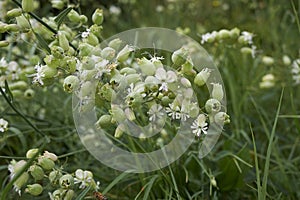 Silene vulgaris in bloom