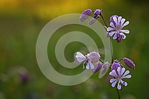 Silene Vulgaris flower